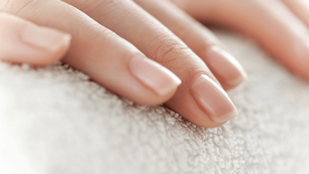 What is the Function of the Nail Fold and Paronychium