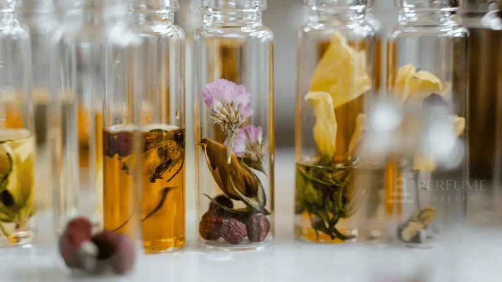 Perfume Oil Concentration and Longevity